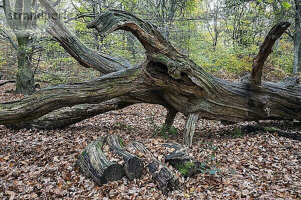 Umgefallener abgestorbener Baumstamm im herbstlichen Buchenwald  Totholz  Urwald Sababurg  Naturpark Reinhardswald  Hessen  Deutschland  Europa
