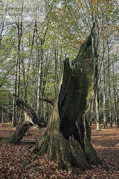 Abgestorbener Stamm einer alten Buche im Herbstwald  Urwald Sababurg  Naturpark Reinhardswald  Hessen  Deutschland  Europa