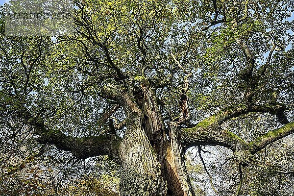 Alte Stieleiche (Quercus robur)  Margarete  Urwald Sababurg  Naturpark Reinhardswald  Hessen  Deutschland  Europa