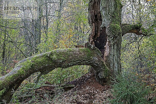 Alte Stieleiche (Quercus robur)  Margarete  Urwald Sababurg  Naturpark Reinhardswald  Hessen  Deutschland  Europa