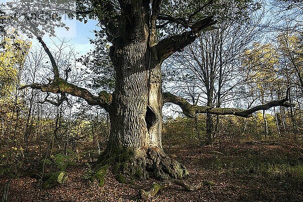 Kamineiche  Stieleiche (Quercus robur)  Urwald Sababurg  Naturpark Reinhardswald  Hessen  Deutschland  Europa