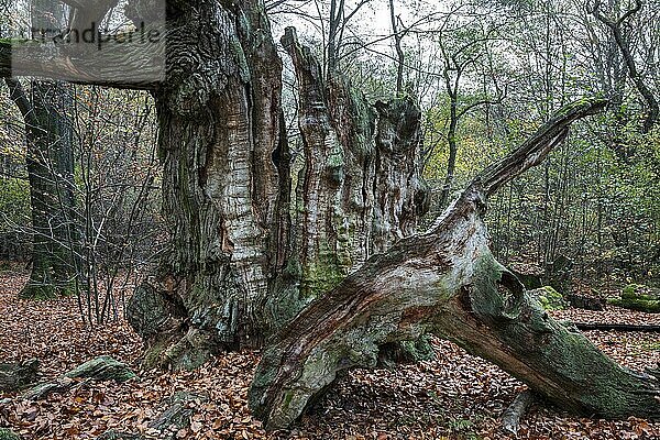 Abgestorbene Stieleiche (Quercus robur)  Feuerstumpf  Urwald Sababurg  Naturpark Reinhardswald  Hessen  Deutschland  Europa