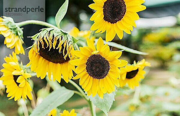 Schöne Sonnenblumen in einem natürlichen Garten an einem sonnigen Tag. Details von Sonnenblumen und Blütenblättern. Fünf gelbe Sonnenblumen in einem Garten  Nahaufnahme von fünf schönen Sonnenblumen in einem Garten bei Sonnenuntergang