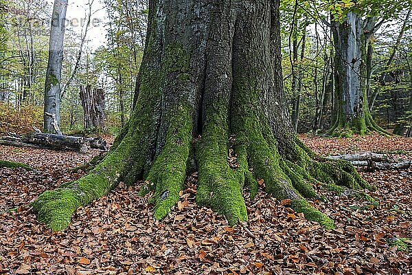 Moos bewachsener Stamm einer alten Buche (Fagus)  Urwald Sababurg  Naturpark Reinhardswald  Hessen  Deutschland  Europa