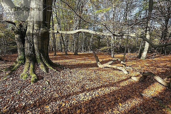 Buchen im Herbstwald  Urwald Sababurg  Naturpark Reinhardswald  Hessen  Deutschlandald