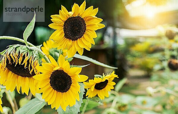 Vier gelbe Sonnenblumen in einem Garten  Nahaufnahme von vier schönen Sonnenblumen in einem Garten bei Sonnenuntergang. Details von Sonnenblumen und Blütenblättern. Schöne Sonnenblumen in einem natürlichen Garten an einem sonnigen Tag