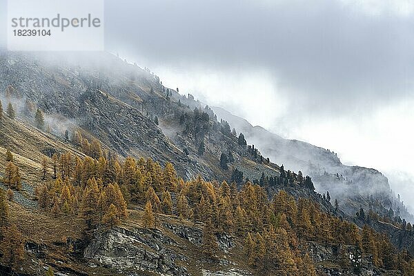 Bunte Lärchen und Nebel im Herbst am Berghang  Engadin  Graubünden  Schweiz  Europa