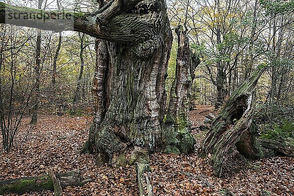 Abgestorbene Stieleiche (Quercus robur)  Feuerstumpf  Urwald Sababurg  Naturpark Reinhardswald  Hessen  Deutschland  Europa