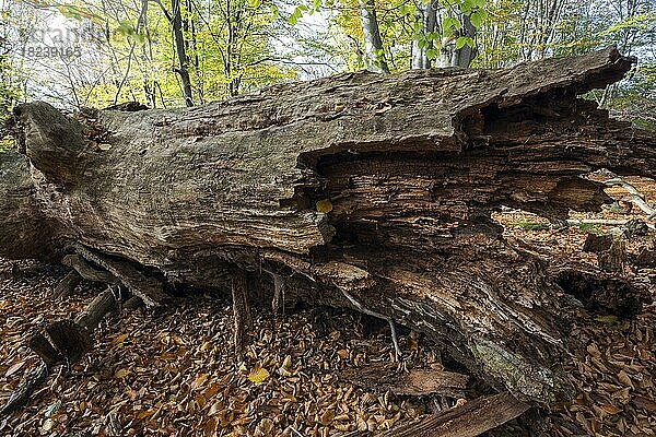 Umgefallener abgestorbener Baumstamm im herbstlichen Buchenwald  Totholz  Urwald Sababurg  Naturpark Reinhardswald  Hessen  Deutschland  Europa