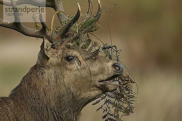 Rothirsch (Cervus elaphus) erwachsener männlicher Hirsch Kopfporträt  Surrey  England  Großbritannien  Europa