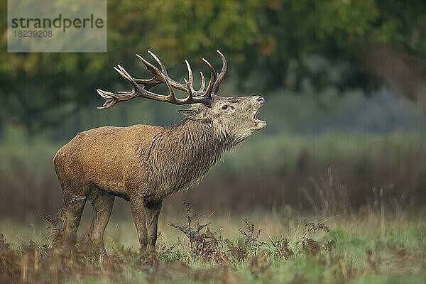 Rothirsch (Cervus elaphus)  männlicher Hirsch  röhrend während der Brunftzeit in einem Waldgebiet  Surrey  England  Großbritannien  Europa