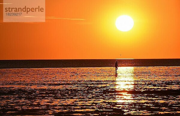 Frau bei Wattwanderung im Sonnenuntergang an der Nordsee  Schleswig-Holstein  Deutschland  Europa