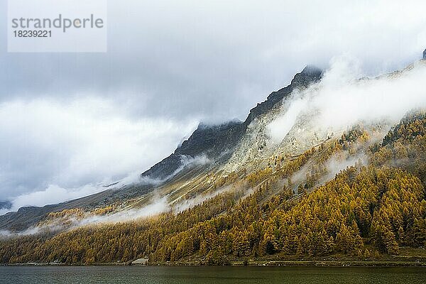 Silsersee mit bunten Lärchen im Herbst  Sils im Engadin  Engadin  Graubünden  Schweiz  Europa