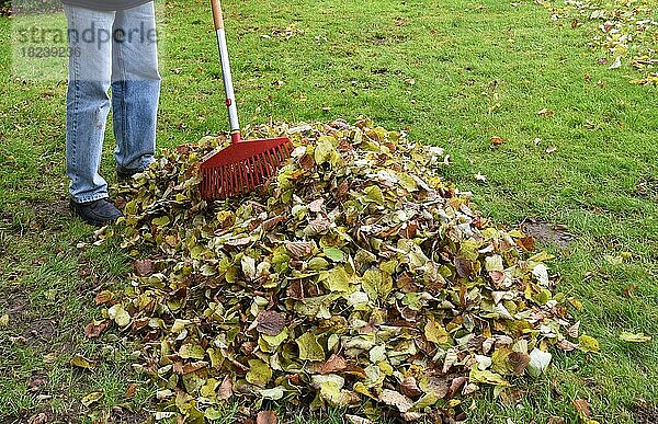 Mann kehrt Blätter im Herbst  Schleswig-Holstein  Deutschland  Europa