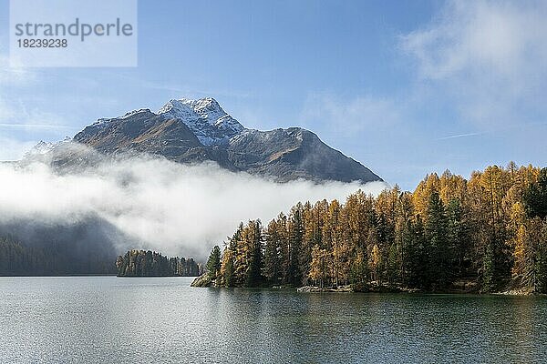 Silsersee mit bunten Lärchen und Nebel im Herbst  Sils im Engadin  Engadin  Graubünden  Schweiz  Europa