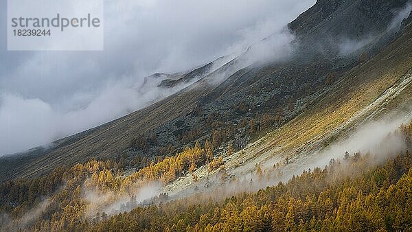 Bunte Lärchen und Nebel im Herbst am Berghang  Engadin  Graubünden  Schweiz  Europa