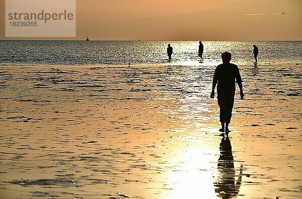 Menschen bei Wattwanderung im Sonnenuntergang an der Nordsee  Schleswig-Holstein  Deutschland  Europa