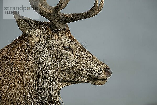 Rothirsch (Cervus elaphus) erwachsener männlicher Hirsch Kopfporträt  Surrey  England  Großbritannien  Europa