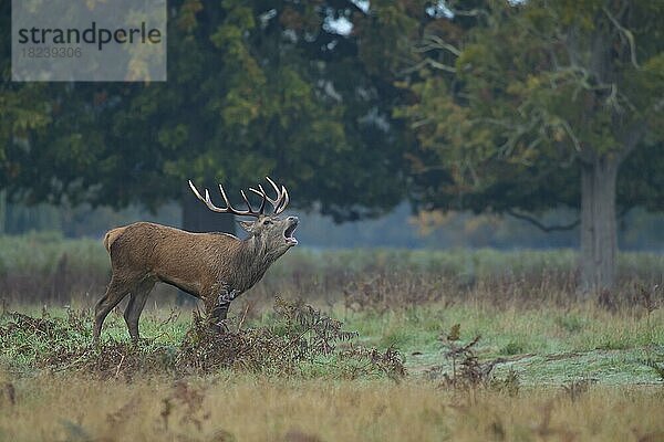 Rothirsch (Cervus elaphus)  männlicher Hirsch  röhrend während der Brunftzeit in einem Waldgebiet  Surrey  England  Großbritannien  Europa