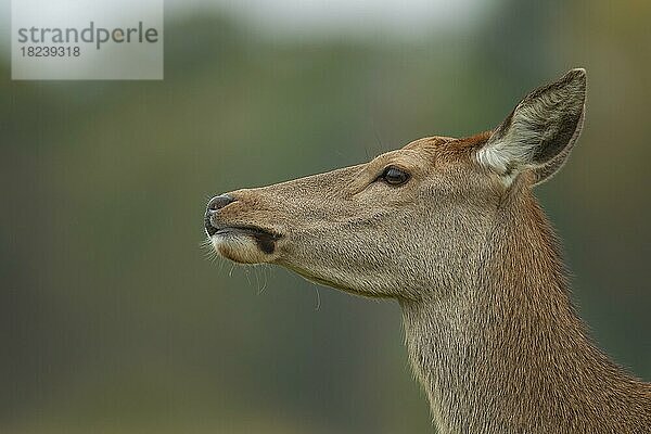 Rothirsch (Cervus elaphus) erwachsenes weibliches Kopfportrait Surrey  England  Großbritannien  Europa