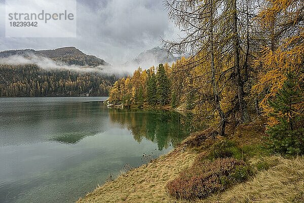 Silsersee mit bunten Lärchen im Herbst  Sils im Engadin  Engadin  Graubünden  Schweiz  Europa