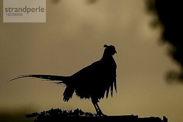 Gewöhnlicher Jagdfasan (Phasianus colchicus)  erwachsener männlicher Vogel  Silhouette auf einem Baumstumpf bei Sonnenaufgang  Suffolk  England  Großbritannien  Europa