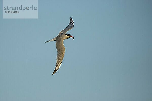 Fluss-Seeschwalbe (Sterna hirundo)  Altvogel im Flug mit einem Fisch im Schnabel  Suffolk  England  Großbritannien  Europa