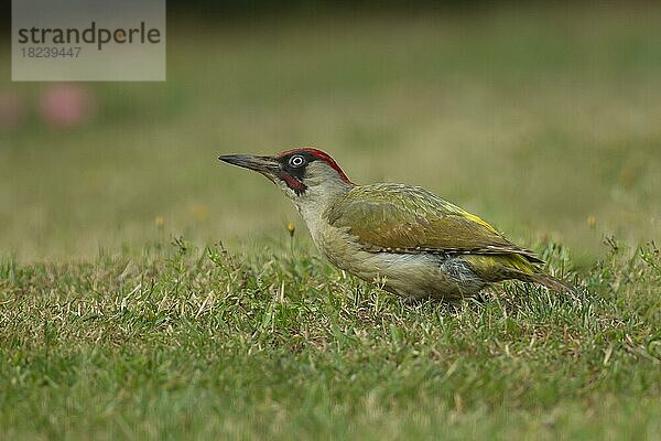 Grünspecht (Picus viridis) erwachsener Vogel auf einem Gartenrasen  Norfolk  England  Großbritannien  Europa