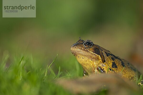 Grasfrosch (Rana temporaria)  erwachsene Amphibie auf einem Gartenrasen  Suffolk  England  Großbritannien  Europa