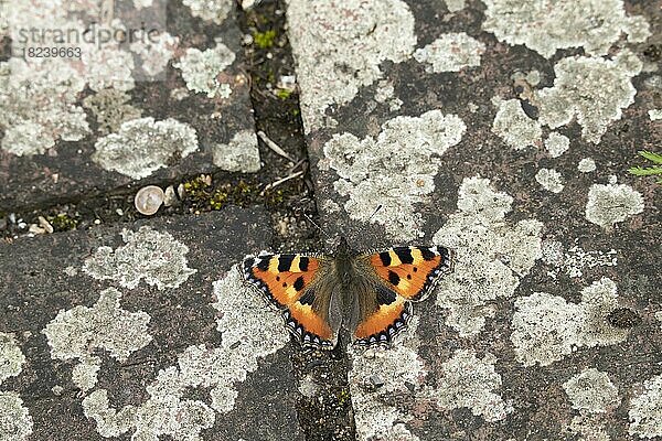Kleiner Fuchs (Aglais urticae)  erwachsener Schmetterling  ruhend auf einem Gartenweg  Norfolk  England  Großbritannien  Europa