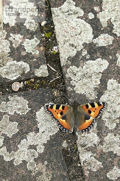 Kleiner Fuchs (Aglais urticae)  erwachsener Schmetterling  ruhend auf einem Gartenweg  Norfolk  England  Großbritannien  Europa