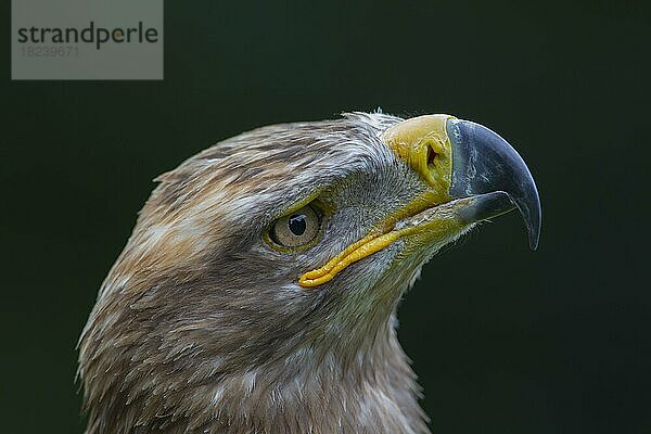 Steppenadler (Aquila nipalensis) erwachsener Vogel Kopfportrait  England  Vereinigtes Königreich  captive