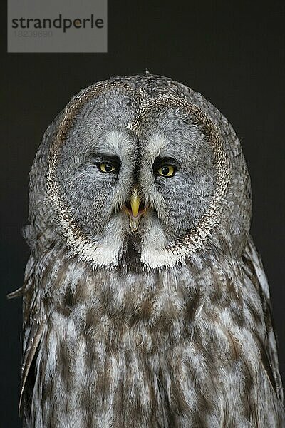 Bartkauz (Strix nebulosa) erwachsener Vogel Kopf Portrait  England  Vereinigtes Königreich  Gefangenschaft