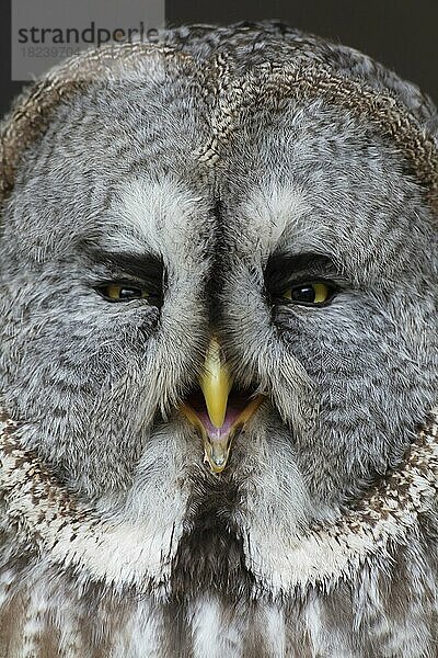 Bartkauz (Strix nebulosa) erwachsener Vogel Kopf Portrait  England  Vereinigtes Königreich  Gefangenschaft