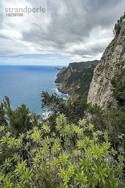 Ausblick auf steile felsige Küste  Küstenlandschaft  Wanderweg Vereda do Larano  Madeira Portugal