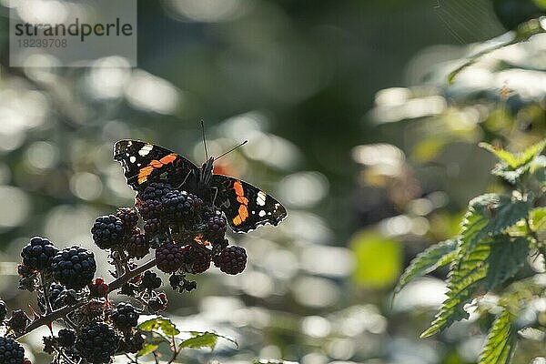 Admiralfalter (Vanessa atalanta)  erwachsener Schmetterling  ruhend auf einer Brombeere  Suffolk  England  Großbritannien  Europa