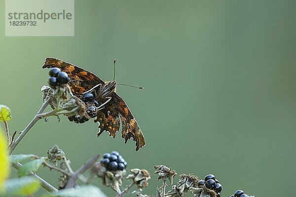 C-Falter (Polygonia c-album)  erwachsener Schmetterling auf einer Brombeere ruhend  Suffolk  England  Großbritannien  Europa