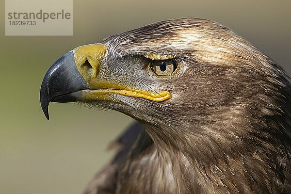 Steppenadler (Aquila nipalensis) erwachsener Vogel Kopfportrait  England  Vereinigtes Königreich  captive