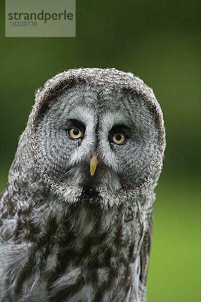 Bartkauz (Strix nebulosa) erwachsener Vogel Kopf Portrait  England  Vereinigtes Königreich  Gefangenschaft