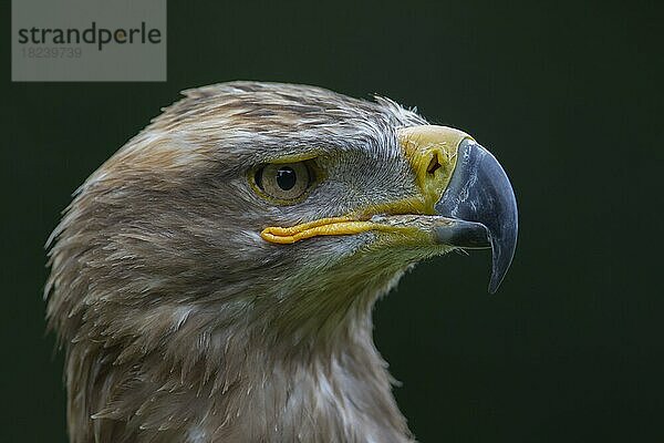 Steppenadler (Aquila nipalensis) erwachsener Vogel Kopfportrait  England  Vereinigtes Königreich  captive