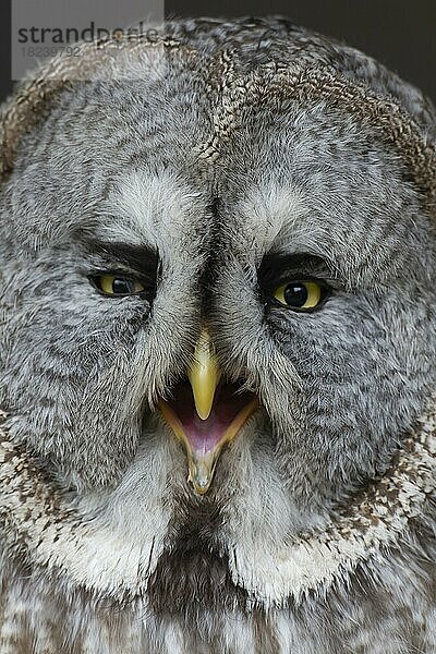 Bartkauz (Strix nebulosa) erwachsener Vogel Kopf Portrait  England  Vereinigtes Königreich  Gefangenschaft