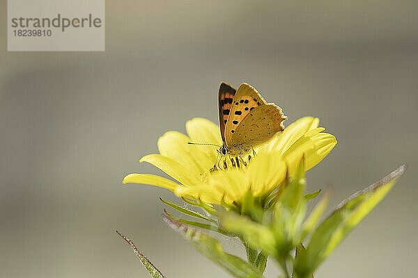 Kleiner Feuerfalter (Lycaena phlaeas)  erwachsen  auf einem Sonnenblumenblatt in einem Garten ruhend  Suffolk  England  Großbritannien  Europa