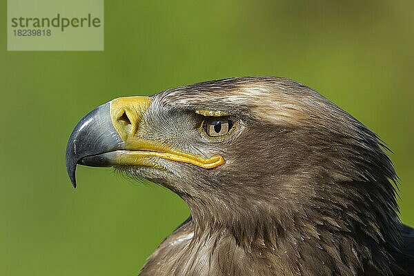 Steppenadler (Aquila nipalensis) erwachsener Vogel Kopfportrait  England  Vereinigtes Königreich  captive