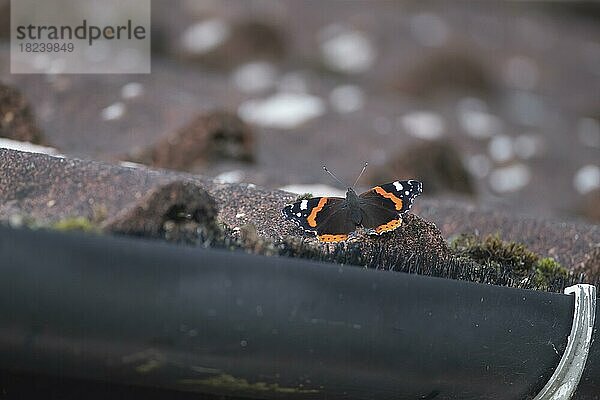 Admiralfalter (Vanessa atalanta)  erwachsener Schmetterling  ruhend auf einem Hausdach  Suffolk  England  Großbritannien  Europa