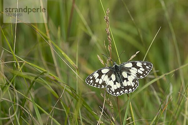 Schachbrettfalter (Melanargia galathea) Schmetterling  der auf einem Grasblatt auf einer Sommerwiese ruht  Suffolk  England  Großbritannien  Europa
