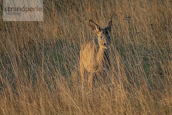 Reh (Capreolus capreolus) im Gras  Ternitz  Niederösterreich  Österreich  Europa