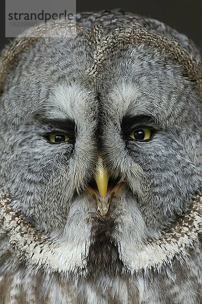 Bartkauz (Strix nebulosa) erwachsener Vogel Kopf Portrait  England  Vereinigtes Königreich  Gefangenschaft