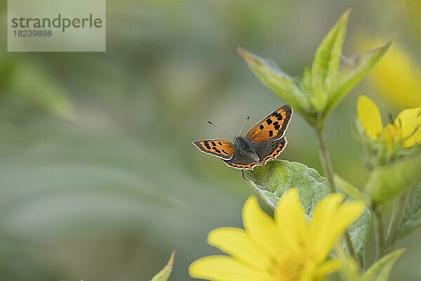 Kleiner Feuerfalter (Lycaena phlaeas)  erwachsen  auf einem Sonnenblumenblatt in einem Garten ruhend  Suffolk  England  Großbritannien  Europa