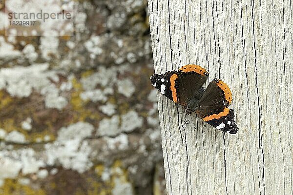 Admiralfalter (Vanessa atalanta)  erwachsener Schmetterling  ruhend auf einem Holzpfosten in einem Garten  Suffolk  England  Großbritannien  Europa