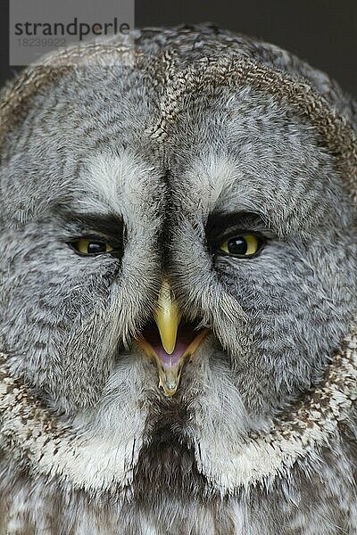 Bartkauz (Strix nebulosa) erwachsener Vogel Kopf Portrait  England  Vereinigtes Königreich  Gefangenschaft